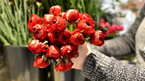 Des roses à la Saint-Valentin ? Pas vraiment un cadeau pour la...