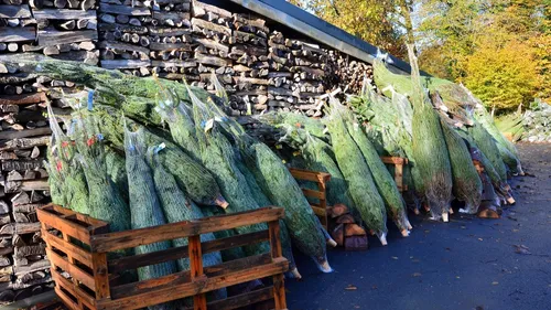 Noël. C'est le moment d'acheter son sapin ... plus cher cette année !