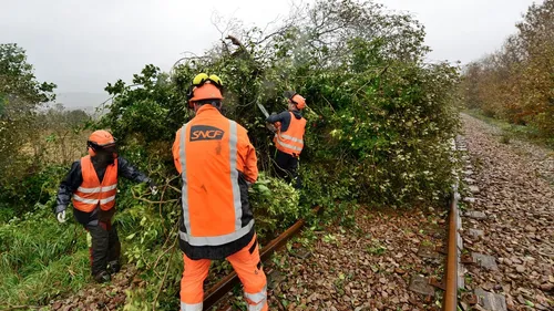Bretagne. Les équipes de bûcheronnage en action pour dégager les...