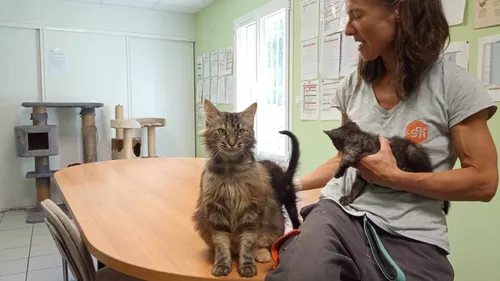 Plus d'abandons dans les SPA de l'ouest : la faute à l'inflation ?