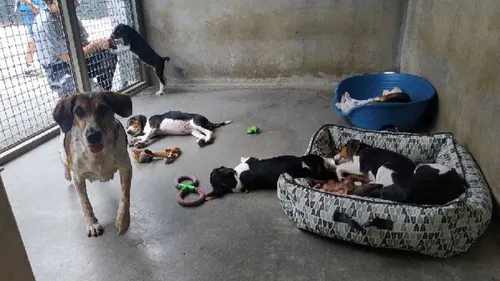 A Pornic aussi, le refuge de la SPA déborde