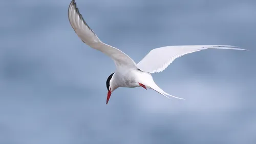 Finistère. L'archipel des Glénan face à la grippe aviaire