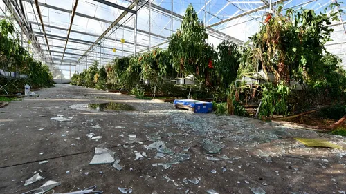 Dégâts. La tempête Ciaràn a fortement endommagé les serres...