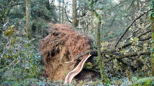 Finistère. Un copil créé pour coordonner l'après-tempête Ciaràn !