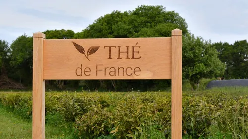 Thé breton : première grande récolte en vue à Camors