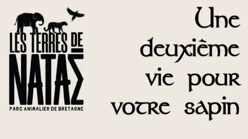 Une collecte de sapins démarre aux Terres de Nataé