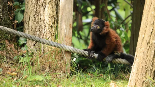 Doué-la-Fontaine : un lémurien né en captivité réintroduit dans son...