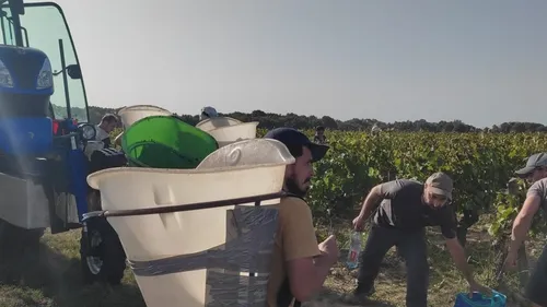Muscadet. La récolte a démarré dans le vignoble nantais
