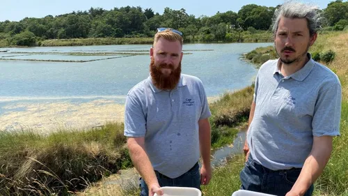 Dans les marais de Guérande, des agents régulent la population de...