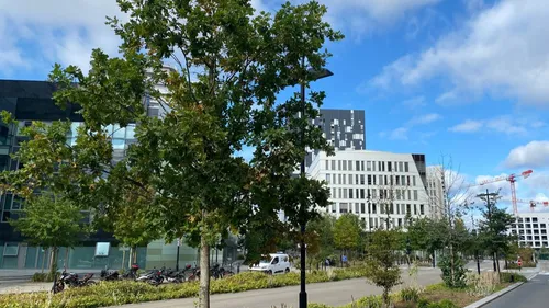 Après la sécheresse de 2022, les arbres surveillés de près à Nantes