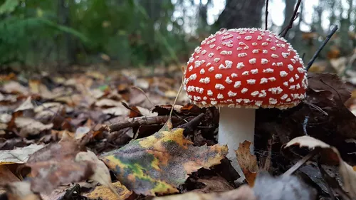 Champignons : Les assos organisent des sorties pour mieux les...