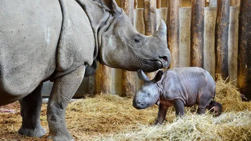 Naissance d'un rhino : un beau cadeau pour le parc animalier de...