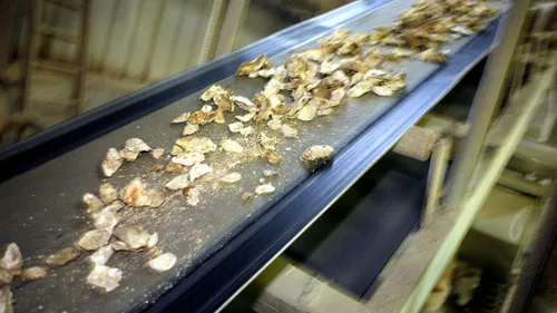 Quimperlé. Le recyclage de coquilles d'huitres, c'est de saison !