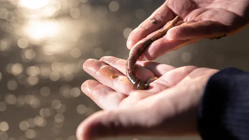 Hemarina à Morlaix : un pansement à base de sang de vers marins,...