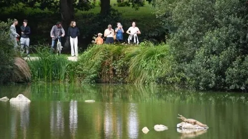 Des promeneurs surpris de voir un crocodile à Bourg-Blanc.