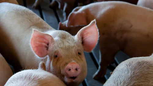 Les agriculteurs costarmoricains tirent une nouvelle fois le signal...