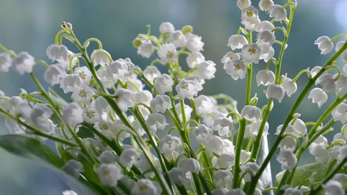 La cueillette du muguet s’ouvre aux plus jeunes