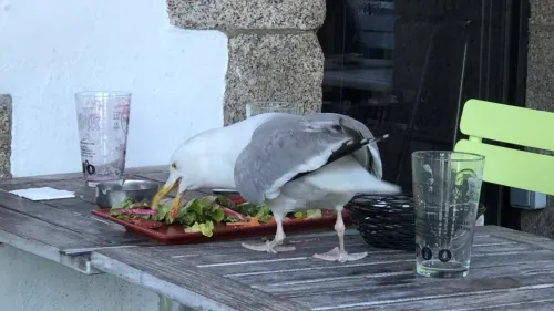 Pris le bec dans le plat à Concarneau.
