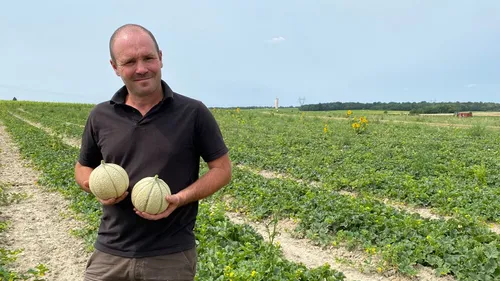 A vos assiettes... La saison du melon démarre en Pays-de-la-Loire !