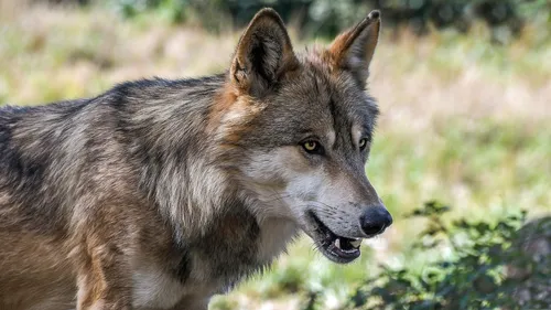 Le loup installé dans le Maine-et-Loire ? Possible... 