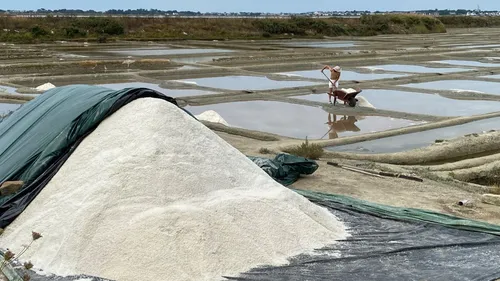 Dans les marais de Guérande, un début de saison moins difficile...