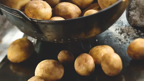 Noirmoutier. La récolte de la petite pomme de terre primeur a...