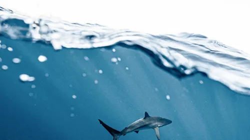 Un requin-taupe s'échoue à Plougrescant (22)