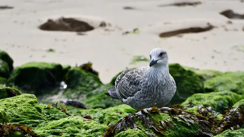 Un expert de haut niveau contre les algues vertes.