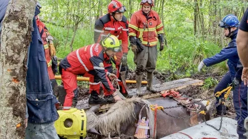 Haute-Vienne : les pompiers sauvent une jument embourbée