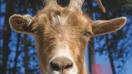 Le français Agoria sort son nouvel album ''.Dev''