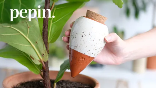 Gagne 100 € pour sublimer tes plantes avec Pépin ! 