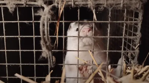 Moby, l’artiste militant