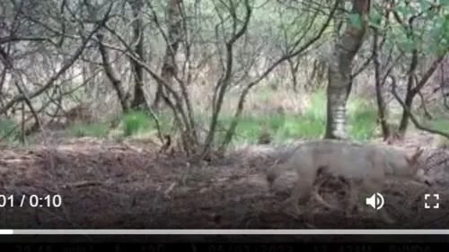 Le loup découvert dans les Monts-d'Arrée peut-il s'installer...