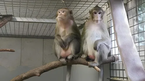 Les Terres de Nataé acceuille trois macaques crabiers provenant...