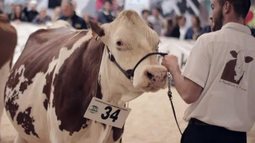 Pontivy: 12e édition du salon Oh la vache ce week-end!