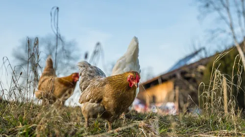 Des milliers de poules à sauver de l'abattoir!