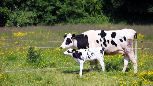 Les actions du syndicat des Jeunes Agriculteurs de Bretagne...