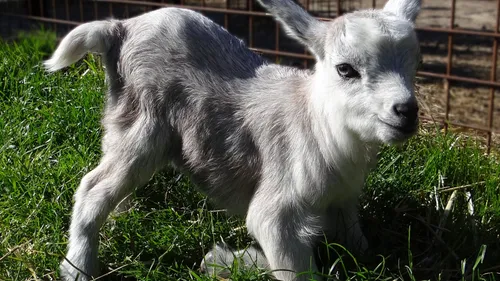 Scaër: 300 chevreaux à sauver de l'abattoir!