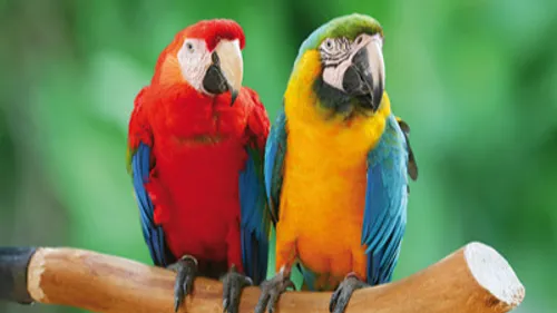 La foire aux oiseaux de Pontivy démarre ce week-end