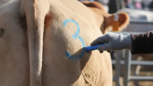 Abattage forcé de 200 vaches au Bordes-sur-Arize : une journée de...