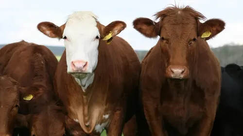 Dermatose nodulaire contagieuse : l’État mobilise 1,22 million...