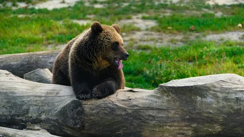 Ariège : face aux attaques présumées d’ours, l’indemnisation des...