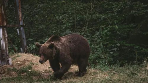 Attaques d’ours : le Couserans demeure le secteur le plus touché en...