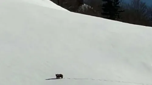 Un ours brun aperçu sur une piste rouge en Ariège : une scène aussi...