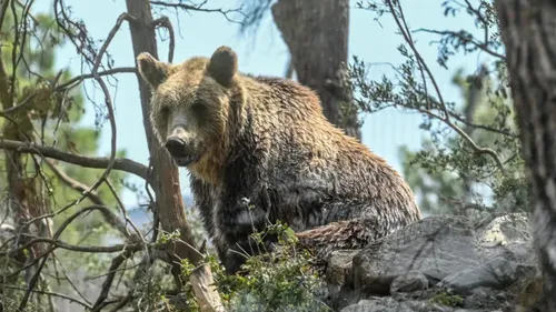 Un ours filmé à proximité d’un sentier, une présence désormais plus...