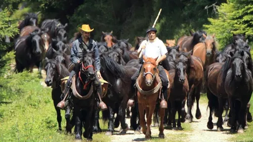 La transhumance de Bethmale fête ses 20 ans