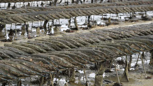 Trois tonnes d’huîtres dérobées à un ostréiculteur de l’île de Ré