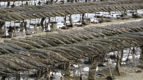 La Tremblade accueille ce mardi le forum des emplois saisonniers...