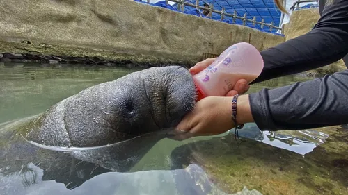 Le bébé lamantin égaré dans un marécage, chouchou des Colombiens 