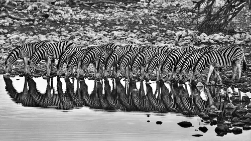 Le photographe franco-brésilien Sebastião Salgado expose à La...